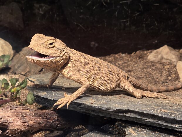 Trapelus agilis