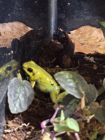 Phyllobates terribilis