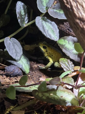 Phyllobates terribilis