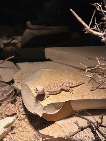 Uromastyx nigriventris flame