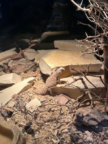 Uromastyx nigriventris flame
