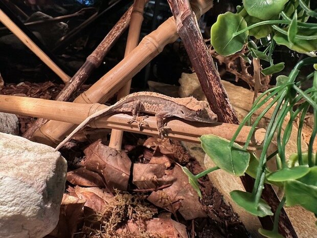 Correlophus cilliatus