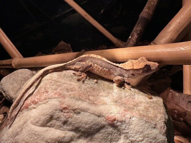 Correlophus cilliatus