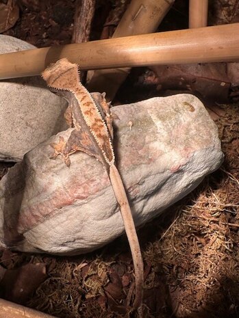 Correlophus cilliatus