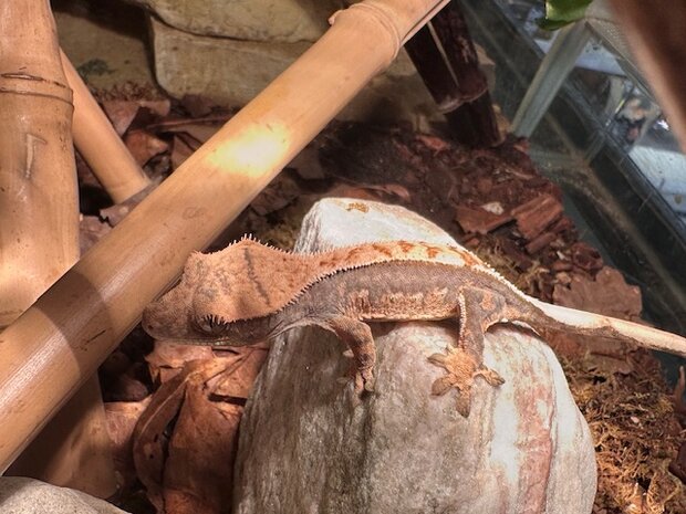 Correlophus cilliatus