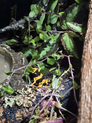 Dendrobates leucomelas