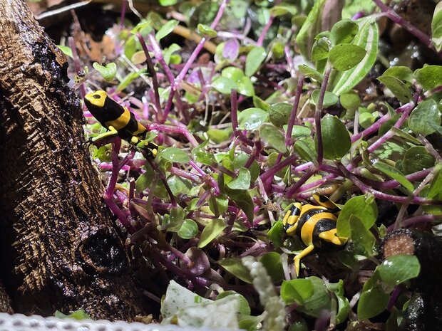 Dendrobates leucomelas