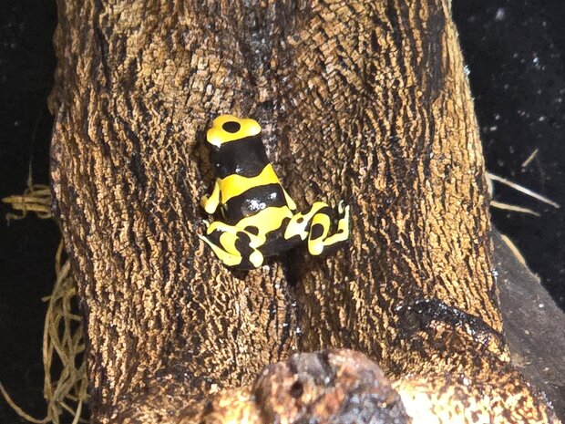Dendrobates leucomelas