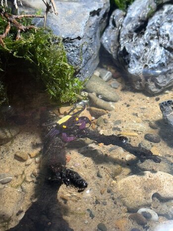 Geosesarma sp. yellow