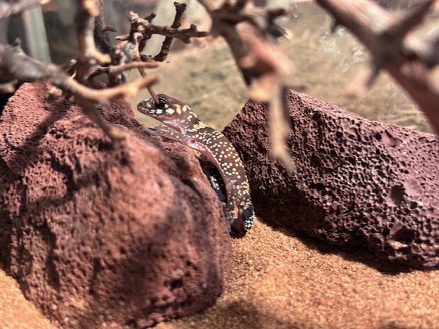 Underwoodisaurus milii