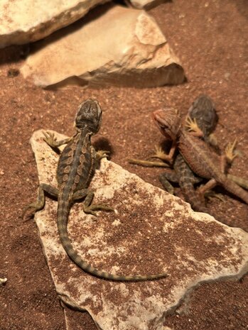 Pogona vitticeps