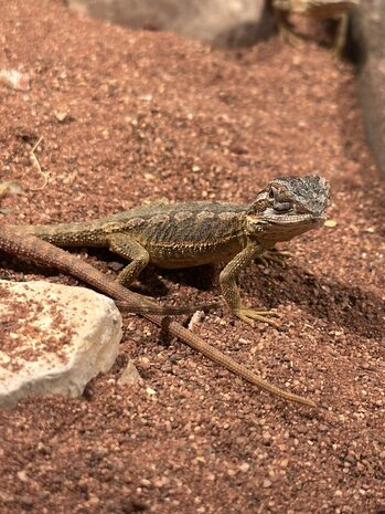 Pogona vitticeps
