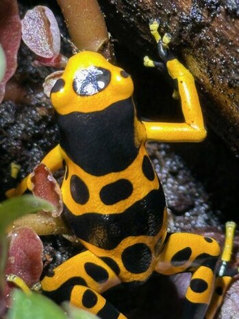 Dendrobates leucomelas