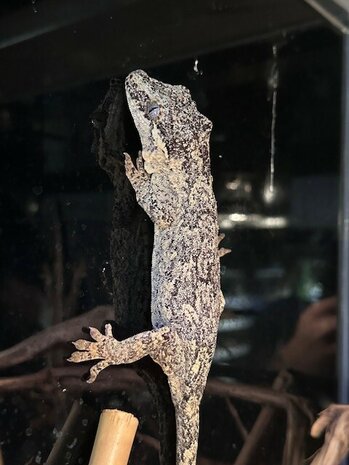 Rhacodactylus auriculatus