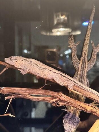 Rhacodactylus auriculatus