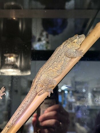 Rhacodactylus auriculatus