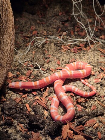 Lampropeltis triangulum nelsoni tangerine albino