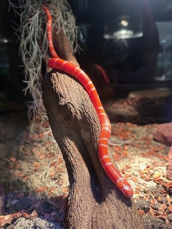 Lampropeltis triangulum nelsoni tangerine albino