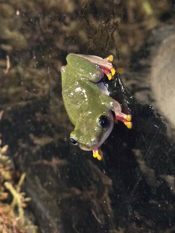 Hyperolius fusciventris