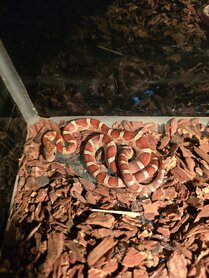 Pantherophis guttatus mix