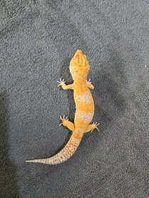 Eublepharis macularis high end special