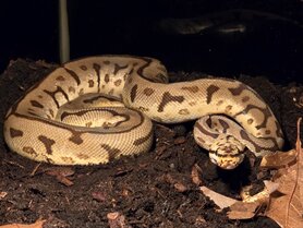 Python regius