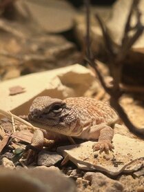 Uromastyx nigriventris flame