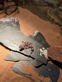 Underwoodisaurus milii