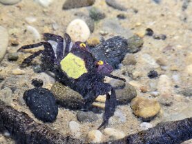 Geosesarma sp. yellow