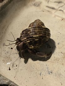 Coenobita brevimanus