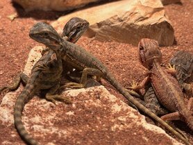 Pogona vitticeps
